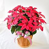 花由 プリンセチア ルビーアイ 5号鉢【12/3～12/9お届け】