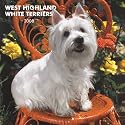 West Highland White Terriers 2008 Square Wall Calendar
