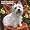 West Highland White Terriers 2008 Square Wall Calendar