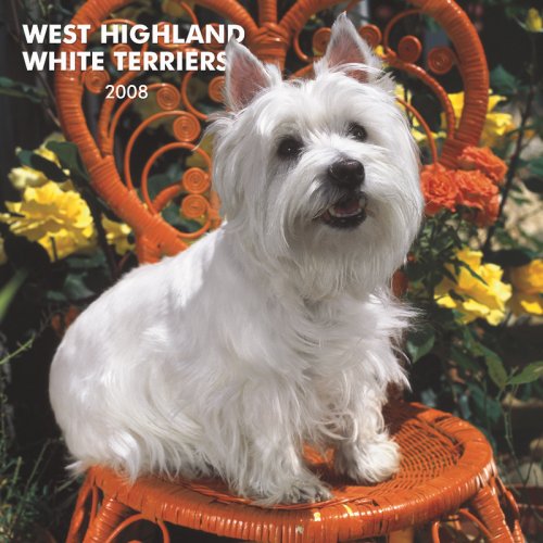 West Highland White Terriers 2008 Square Wall Calendar