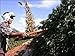 Brazil Cerrado 100% Arabica - Natural 17/18 Screen Coffee Beans (Light Roast (City), 5 pounds Whole Beans)