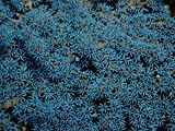 Beautiful Blue-Colored Coral Polyps Festoon a Branch Photographic Poster Print