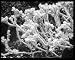 Photographic Prints of Sedum Turkestanicum (Sedum Ewersii) from Mary Evans