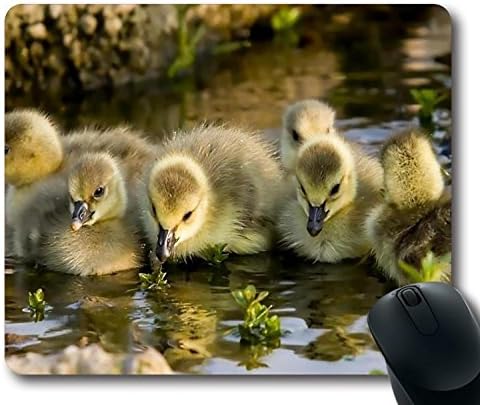 Mouse pad with bird Baby Duckss Size in 9 inch(220mm) X 7 inch(180mm)
