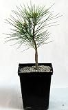 Amazon / Hirts: Shrubs & Trees: Sea Urchin Eastern White Pine Pre-Bonsai - Pinus