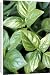 Canvas Prints of ME-1689 Basil from Ardea Wildlife Pets
