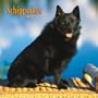 Schipperkes 2008 Square Wall Calendar (German, French, Spanish and English Edition)