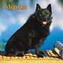 Schipperkes 2008 Square Wall Calendar (German, French and Spanish Edition)
