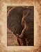 All Products : African Elephant Art Poster Print by Keith Levit, 16x20