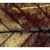 Gene by Imports 【並行輸入品】