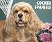Cocker Spaniels 2010 Wall Calendar