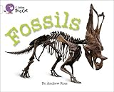 Fossils