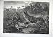 1870 Gambols Disturbed Rabbits Fox Country Hunting Art