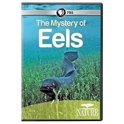 Nature: Mystery of Eels