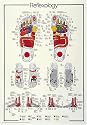 Reflexology Chart Laminated