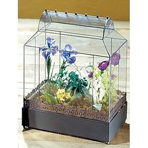 Wardian Case Terrarium