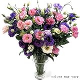 Fresh Cut Purple Flowers