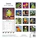 Conures Calendar - Just Conures Calendar - 2015 Wall calendars - Animal Calendars - Parrot Calnedars - Monthly Wall Calendar by Avonside