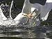 Great Black-Backed Gull, Adults Fighting Over Fish on Water, Norway Photographic Poster Print by Mark Hamblin, 24x18