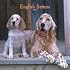 English Setters 2008 Square Wall Calendar