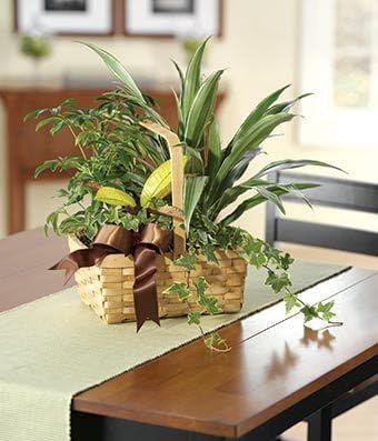 Blooms &amp; Bears Flowers - Theshopstation Same Day Flower - Online Fresh Flowers Plants - Send Plants - Plants Delivery