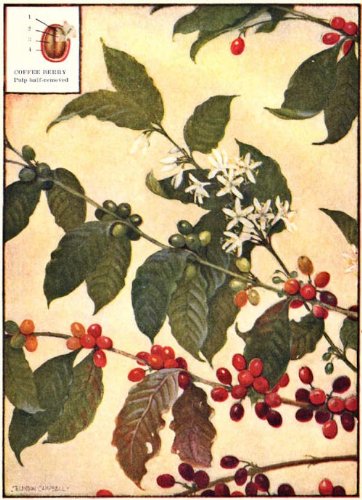 All About Coffee - Latest Edition 2010