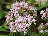 オレガノ（花薄荷）【多年草】【ハーブ】