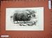 1877 Musk Ox Natural History Collection British Museum