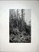 1886 View Gully Blue Mountains Australia Trees Fine Art