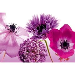 Poster Purple summer - Gr��e 61 x 91,5 cm - Maxiposter