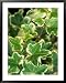 Hedera Helix 