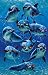Cute Dolphins POSTER cool sunglasses FUNNY RARE NEW - 24" x 36"