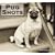 Pug Shots 2009 Calendar