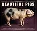 Beautiful Pigs: Potraits of Champion Breeds by Andy Case