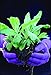 Foxgloves Original Gardening Gloves (Periwinkle Blue, Medium)