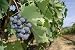Uva Sangiovese - 24"W x 16"H - Peel and Stick Wall Decal by Wallmonkeys