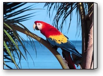 Funnyone Custom Modern Wall Art Decoration for Home Parrot Beach Canvas Prints