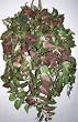 Giant Silk Coleus Hanging Plant