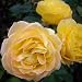 ROSE KIM-Superb Christmas, Birthday Gift Plant & F