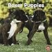Boxer Puppies 2010 Wall Calendar 12" X 12"