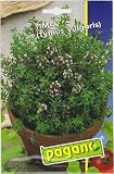 Timo (Thymus Vulgaris) - Thyme Herb Seeds - 500 mg