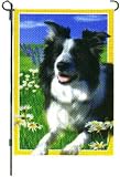 Lacey Border Collie