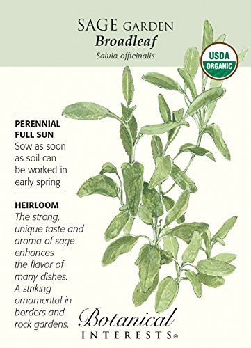 Broadleaf Sage - 30 Seeds - Organic Heirloom