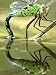 Female Emperor Dragonfly (Anax Imperator) Laying Eggs at the Edge of a Pond, Cornwall, UK Animals Photographic Poster Print by Ross Hoddinott, 12x16