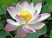 Water Lily Flower - 36