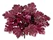 9 Heuchera Plant Plum (Pack of 6)