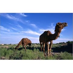 Leinwandbild 60 x 40 cm - "The ever reliable camel, Koneurgencho." von Martin Moos / Lonely Planet Images - auch in anderen Gr��en und als Poster erh�ltlich