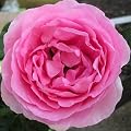 ROSE MUM IN A MILLION-An Excellent Birthday Gift/Plant & Flower,Gifts For Mum,Mom,Mother,Gran,Grandma,Her