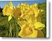 Golden Yellow Daffodil Flower Garden art prints Baslee Troutman Canvas Print / Canvas Art - Artis...
