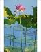 Photographic Prints of Lotus Lilies - grow in Top End waterways with pink flowers from Ardea Wildlife Pets